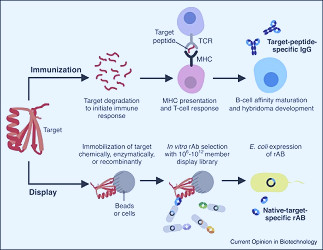 Why recombinant antibodies — benefits and applications - ScienceDirect